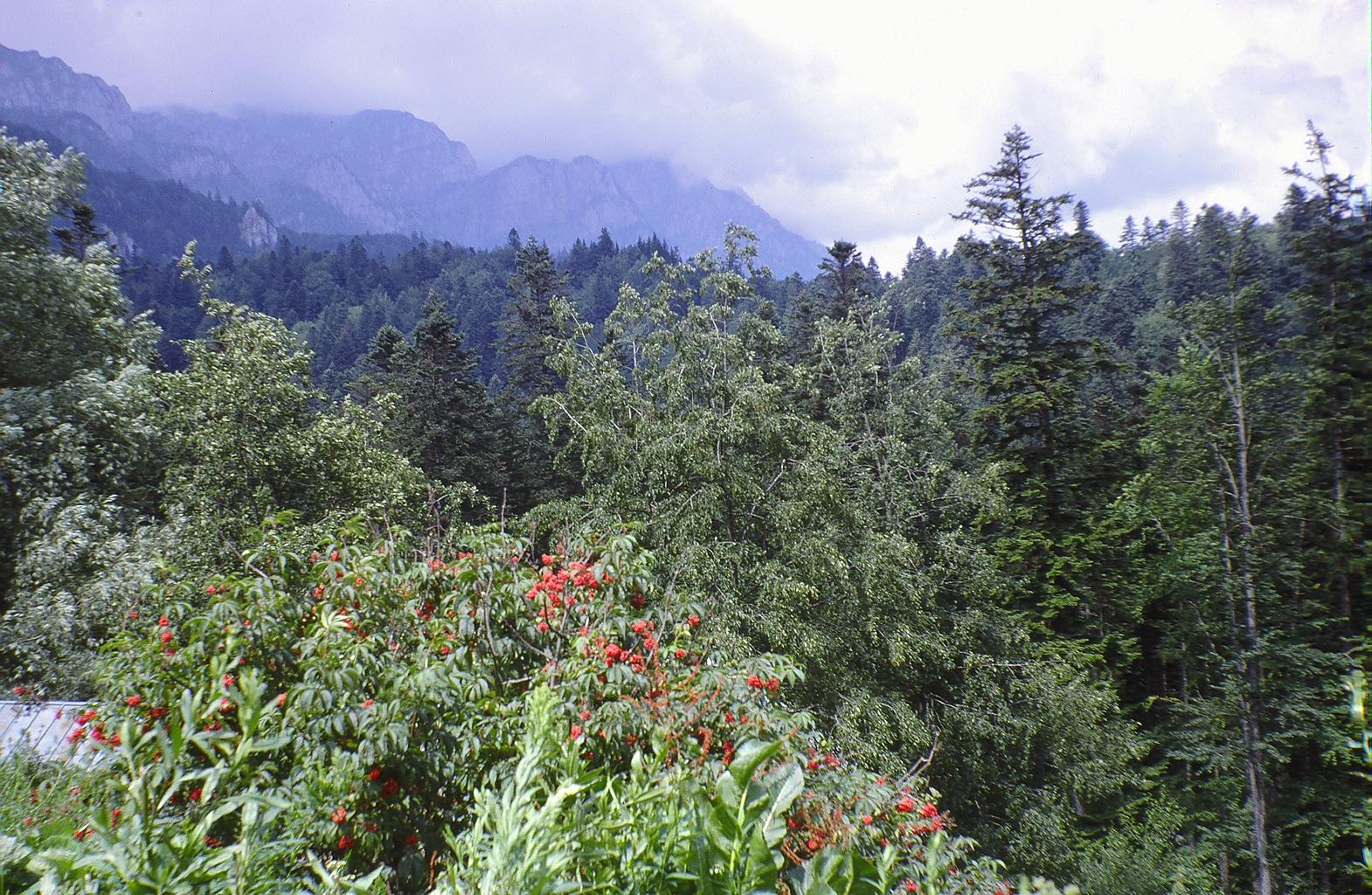 Muntii Carpati